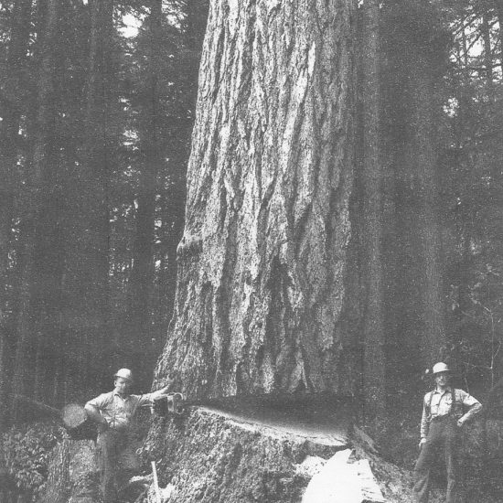 The Well Douglas Fir Tree Removal